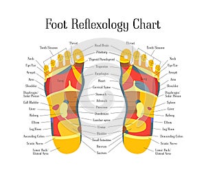 Cartoon Reflexology Feet Alternative Medicine. Vector