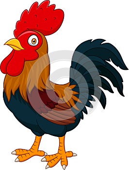 Cartoon rooster isolated on white background