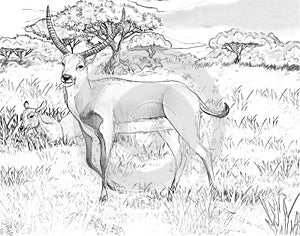Cartoon safari scene with koba lychee antelope illustration for the children photo