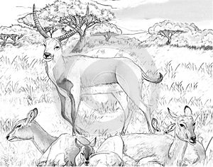 Cartoon safari scene with koba lychee antelope illustration for the children photo