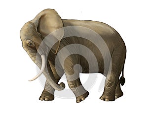 Cartoon scene with big elephant on white background safari