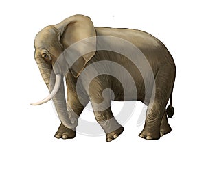 Cartoon scene with big elephant on white background safari
