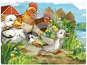 Cartoon scene with ducks on the farm and rooster illustration for children