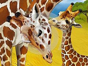 Cartoon scene with family of giraffes safari illustration for children