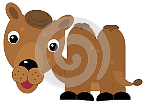 cartoon scene with happy camel dromedary safari isolated illustration for children