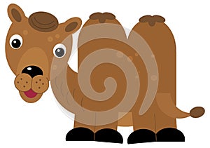 cartoon scene with happy camel dromedary safari isolated illustration for children