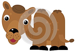 cartoon scene with happy camel dromedary safari isolated illustration for children