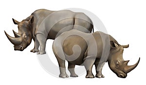 Cartoon scene with rhinoceros safari animal