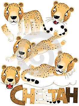 Cartoon scene with set of cheetahs on white background with sign name of animal photo