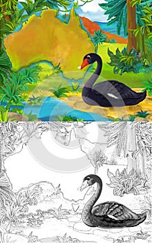 Cartoon scene with sketch black swan bird with continent map - illustration