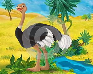 Cartoon scene - wild africa animals - ostrich