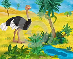 Cartoon scene - wild africa animals - ostrich