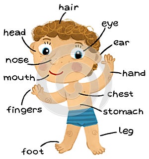 cartoon scene with young boy as anatomy model of body parts on white background illustration for children