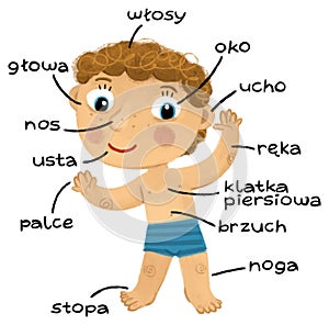 cartoon scene with young boy as anatomy model of body parts on white background illustration for children