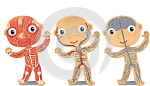 cartoon scene with young boy as anatomy model of body parts on white background illustration for children