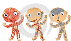 cartoon scene with young boy as anatomy model of body parts on white background illustration for children