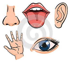 Cartoon sensory organs icons. Nose, ear, hand, tongue and eye. Five human senses education concept. Vector illustration