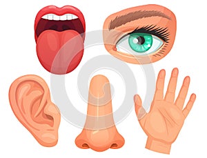 Cartoon sensory organs. Senses organs, eyes vision, nose smell, tongue taste buds, skin touch and hearing ears vector