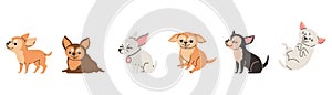 Cartoon set of Chihuahua purebred breed furry dog, cute little light, brown and black pet vector isolated illustration
