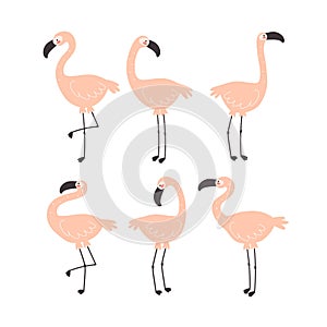 Cartoon set of flamingo. Summer colorful vector illustration, flat style.