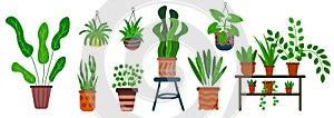 Cartoon set of plants in pots isolated on white background.
