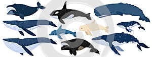 Cartoon set of whales. Beluga, killer whale, humpback whale, cachalot, blue whale, dolphin, bowhead, southern right