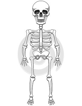 Cartoon skeleton mascot or Halloween character isolated