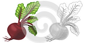 Cartoon sketch scene vegetable looking beetroot illustration