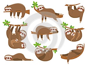 Cartoon sloths family. Adorable sloth animal at jungle rainforest. Funny animals on tropical forest trees vector set