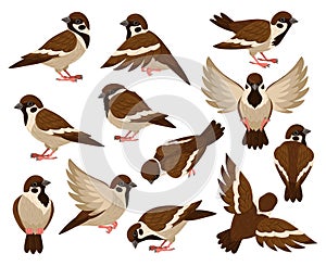 Cartoon sparrow bird, cute little flying bird character. Tiny city sparrow birds isolated vector illustration set