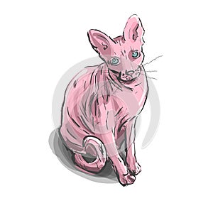 Cartoon sphynx cat on the white background.
