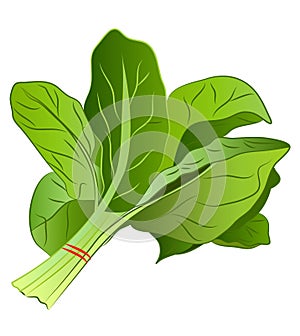 Cartoon Spinach photo