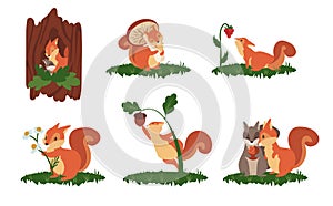 Cartoon squirrel scenes. Cute wild animal in different poses, jump play and sleep, wildlife funny squirrel. Vector set