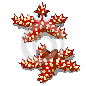 Cartoon starfish red with prickly thorns isolated on white background. Vector cartoon close-up illustration.