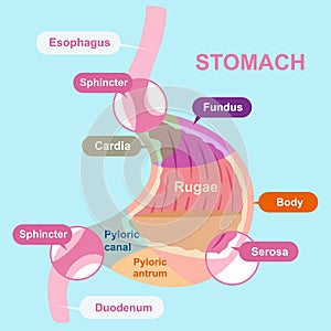Cartoon stomach structure photo