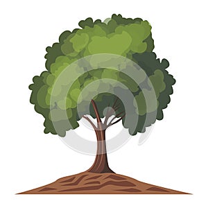 Cartoon style bonsai tree colorful vector illustration. Vector tree illustration on white background.