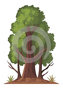 Cartoon style bonsai tree colorful vector illustration. Vector tree illustration on white background.