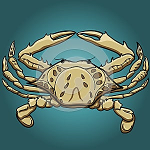 Cartoon style crab vector illustration. Hand-drawn ocean inhabitant