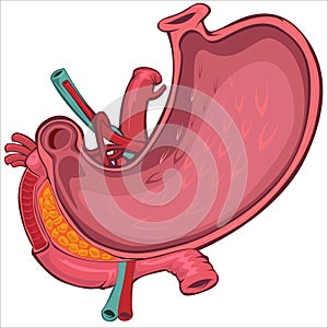 Cartoon Style Drawing of Human Stomach