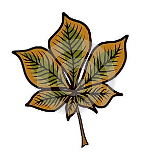 Cartoon style drwaing of a single chestnut leaf in autumn colors