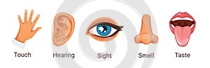 cartoon style illustration of five human senses.