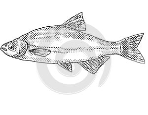 Golden shiner or Notemigonus crysoleucas Freshwater Fish Cartoon Drawing photo