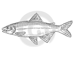 Satinfin shiner or Cyprinella analostana Freshwater Fish Cartoon Drawing photo