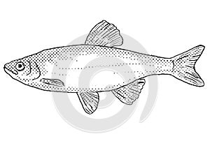 Spotfin shiner or Cyprinella spiloptera Freshwater Fish Cartoon Drawing photo