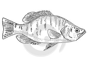 White crappie Pomoxis annularis, goldring or  silver perch Freshwater Fish Cartoon Drawing