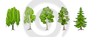 Cartoon summer tree set. Aspen, birch, maple, pine, willow, spruce wood plants with leaf. Green big planting trees for garden