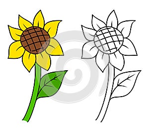 Cartoon sunflower colorful and black and white. Coloring book page for children. Colored and outline vector flower illustration