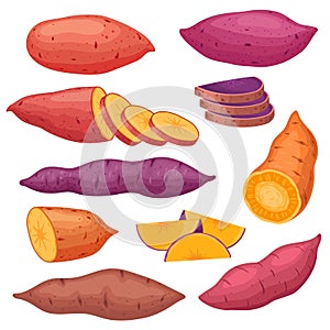 Cartoon sweet potato types, sliced yam or batat. Baked sweet red potatoes, healthy hot fall vegetable snack. Natural