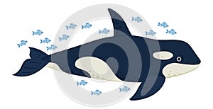 Cartoon swimming orca. Ocean cute killer whale creature, underwater marine orca predator flat vector illustration on white