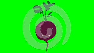 Cartoon talking beet loop with alpha channel. Vegetable animation on chroma key green or transparent background.